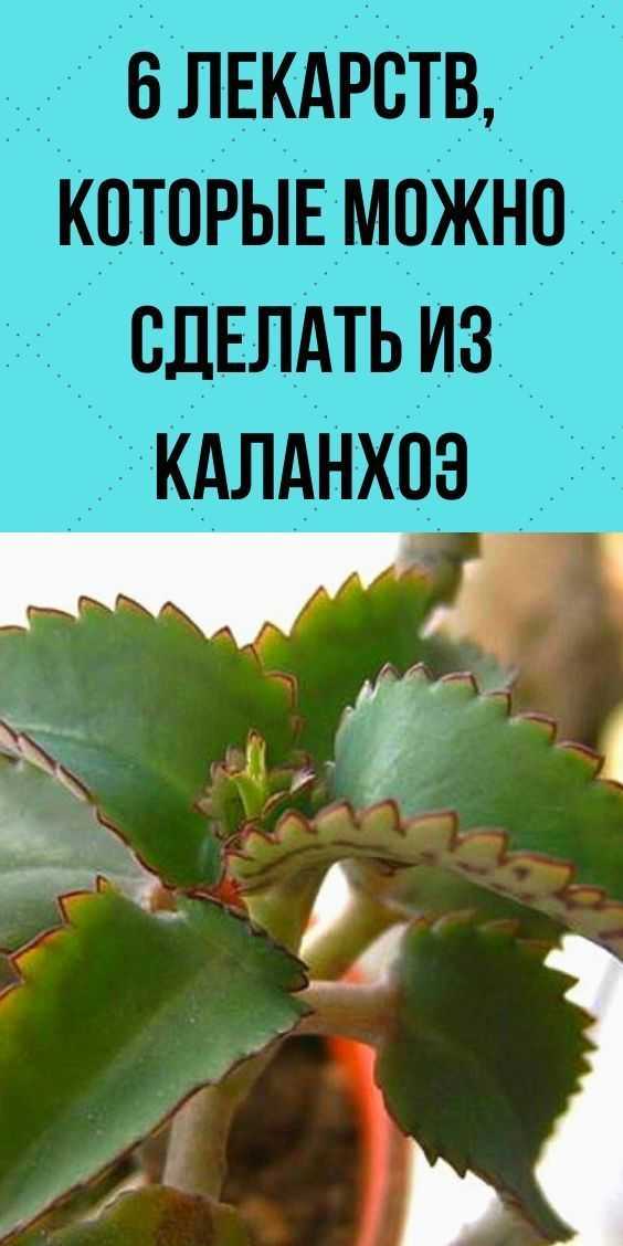 Эффективные средства от герпеса из каланхоэ