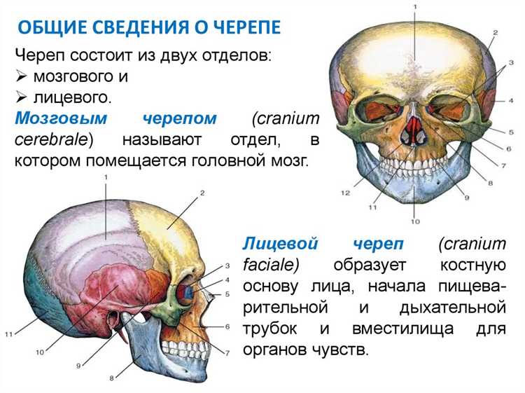 Современные подходы к хирургии лобной кости