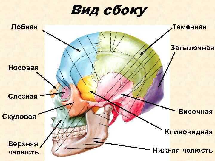 Анатомия лобной кости: основные характеристики