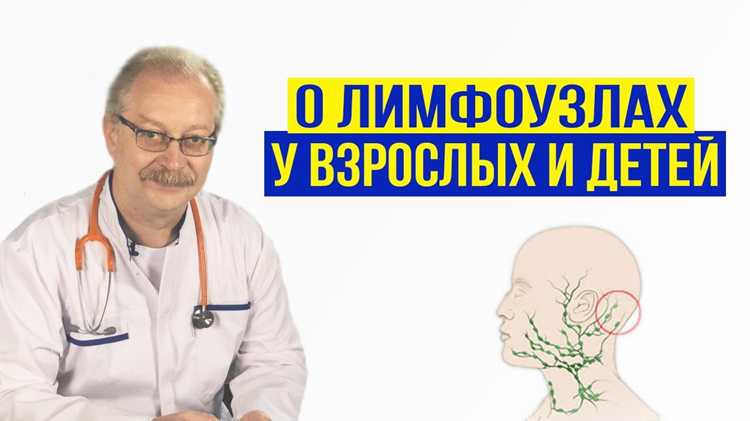 Структурные элементы лимфоузла и их функция
