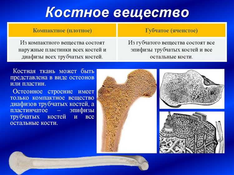 Функции компактного костного вещества в организме