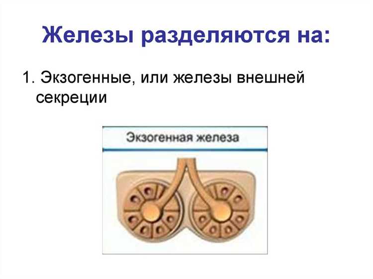 Принципы работы желез внешней секреции
