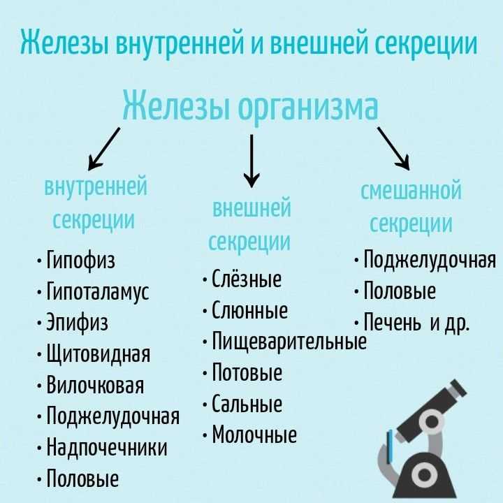 Тироидные железы и их влияние на обмен веществ
