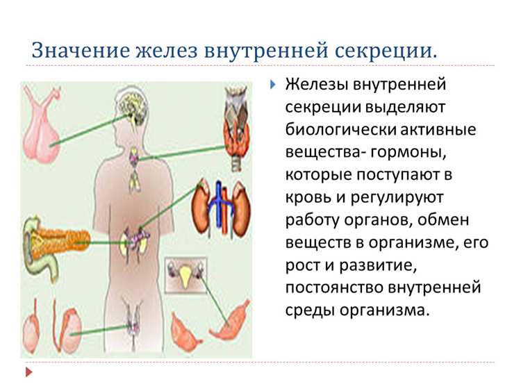 Функции поджелудочной железы и ее секреты