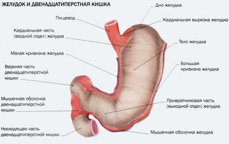 Факторы, влияющие на размер желудка