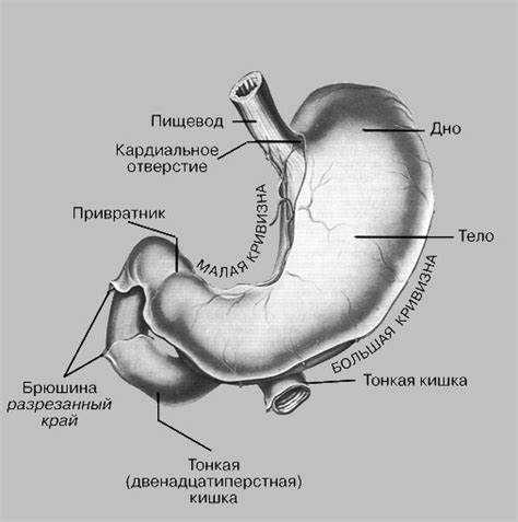 Научные исследования размеров желудка и их результаты