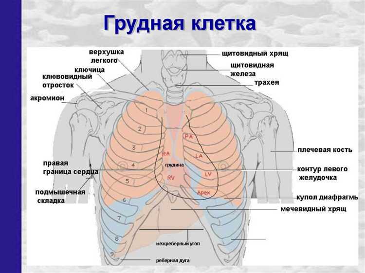 Методы лечения и хирургические вмешательства на organs под сердцем