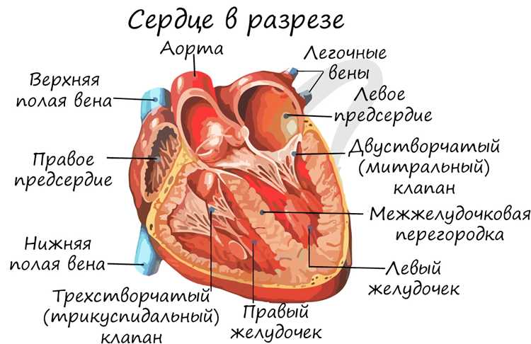 Связь органов под сердцем с сердечно-сосудистой системой