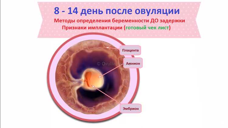 Влияние гормонов на овуляцию в 28-дневном цикле