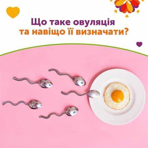 Овуляция и беременность: как и когда планировать зачатие