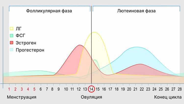 Как определить день овуляции при 28-дневном цикле