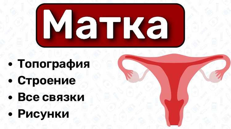 Расположение матки в зависимости от возраста женщины