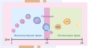 Овуляция при 28-дневном цикле когда наступает и как её вычислить